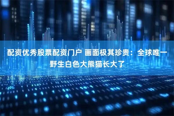 配资优秀股票配资门户 画面极其珍贵：全球唯一野生白色大熊猫长大了
